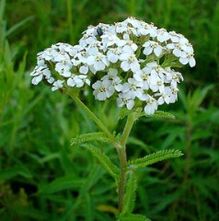 Yarrow for arthrosis